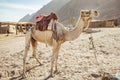 Camel ride at desert safari in Egypt. Camels Resting in The Thar Desert Royalty Free Stock Photo