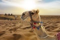 Camel ride in the desert at sunset with a smiling camel head Royalty Free Stock Photo