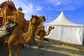 Camel ride at great Rann of Kutch Rann Utsav, Gujarat