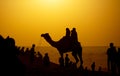 Camel ride in the jaisalmer city of rajasthan during the hours of sunset in the evening