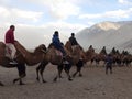 Camel Ride in Nubra valley.