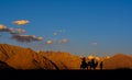 Camel ride in Nubra Valley, Ladakh, India