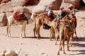 camel ride Royalty Free Stock Photo