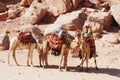 Camel ride Royalty Free Stock Photo