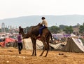 Camel ride during pushkar camel festival rajasthan Royalty Free Stock Photo