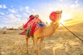 Camel ride with woman Royalty Free Stock Photo