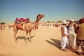 Camel rider with mobile phone Royalty Free Stock Photo