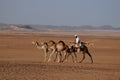 Camel Rider in Sudan