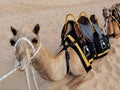 Camel Rides Royalty Free Stock Photo