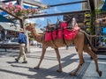 Camel rides in the centre of Perth WA Royalty Free Stock Photo