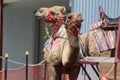 Camel Rides Royalty Free Stock Photo