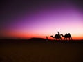 Camel riding in Abu Dhabi`s desert.