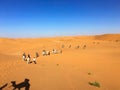 Camel Riding in Algerian Sahara Desert