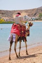 Camel riding Royalty Free Stock Photo