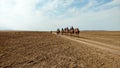 Camel riding as a caravan in desert