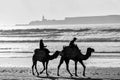 Camel riding on Broome`s famous Cable Beach, Broome, Western Australia. Royalty Free Stock Photo