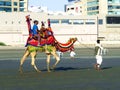 camel riding at Clifton beach, Karachi, Pakistan Royalty Free Stock Photo