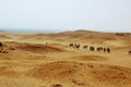 Camel riding in the desert landscape of Giza , Egypt, Africa