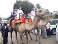 Camel riding in Nairobi Kenya