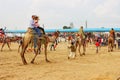 Camel riding puskar ajmer Rajasthan fair culture of Rajasthan happiness