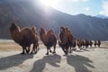 Beautiful winter season in Leh Ladakh, India Royalty Free Stock Photo