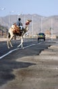 Camel road crossing