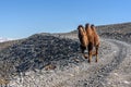 Camel road mountains graze