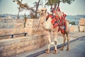 Camel on the road near Old City of Jerusalem