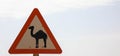 Camel road sign, copy space