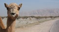 Camel on the roadside Royalty Free Stock Photo