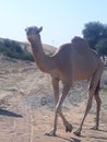 Camel roaming in desert like king Royalty Free Stock Photo
