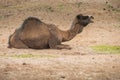 Camel is rotten in the desert and roars around