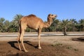 Camel on the royal camel farm in the Bahrain