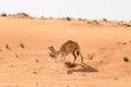 Camel running down the dunes