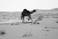 Camel running in the Empty Quarter desert