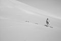 Camel running in the Empty Quarter desert