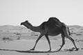 Camel running in the Empty Quarter desert