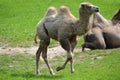 Camel running on a grass