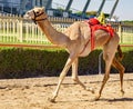 Camel runs on track being trained to race with tiny robot jockey