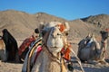 Camel`s face in bedouin village Royalty Free Stock Photo