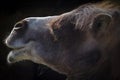Camel`s head on a black background close-up. Wildlife Royalty Free Stock Photo