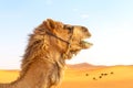 A camel\'s head in the desert.