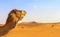 A camel\'s head in the desert.