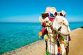 Camel `s muzzle in close - up with sunglasses and a hat . Funny animal on the background of the blue sea and sky. Backdrop with a Royalty Free Stock Photo