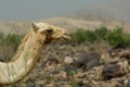 A Camel`s Portrait with Mountains and Rocks Blurred in Background