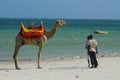 Camel with saddle on the beach