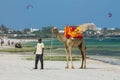 Camel with saddle on beach