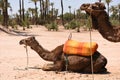 Camel with saddle - Morocco Essaouira