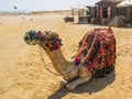 Camel with saddle seating on the beach, Egypt Royalty Free Stock Photo