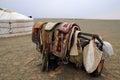 Camel saddles, Mongolia